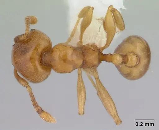 Allomerus octoarticulatus specimen CASENT0006137 image casent0006137_1