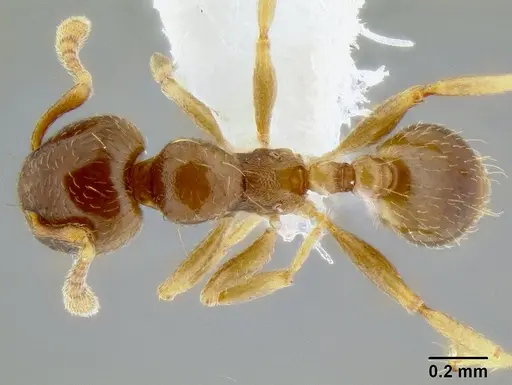 Allomerus octoarticulatus specimen CASENT0106199 image casent0106199_1