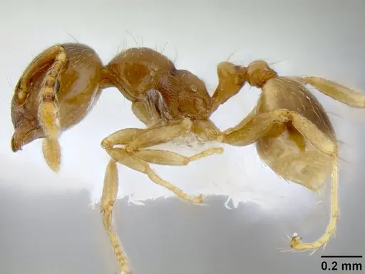 Allomerus octoarticulatus specimen CASENT0106199 image casent0106199_3