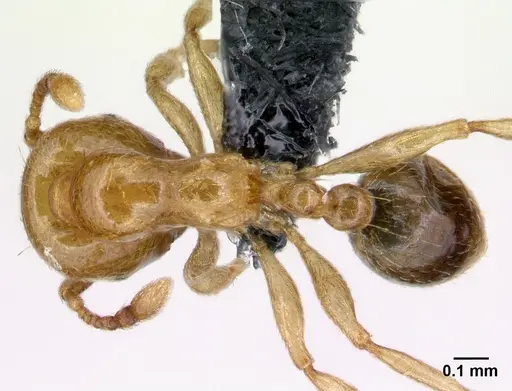 Allomerus octoarticulatus specimen CASENT0218754 image casent0218754_1