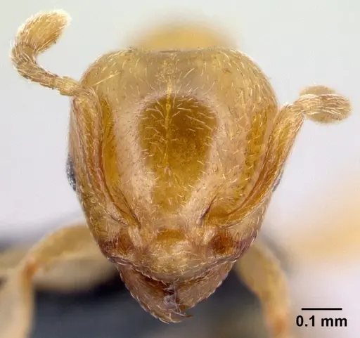 Allomerus octoarticulatus specimen CASENT0218754 image casent0218754_2