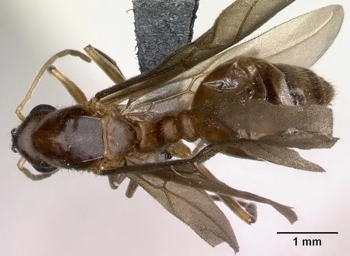 Allomerus octoarticulatus specimen CASENT0218755 image casent0218755_1