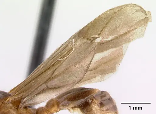 Allomerus octoarticulatus specimen CASENT0218755 image casent0218755_4