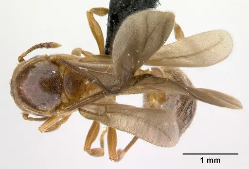 Allomerus octoarticulatus specimen CASENT0218760 image casent0218760_1