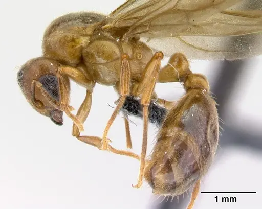 Allomerus octoarticulatus specimen CASENT0218760 image casent0218760_3