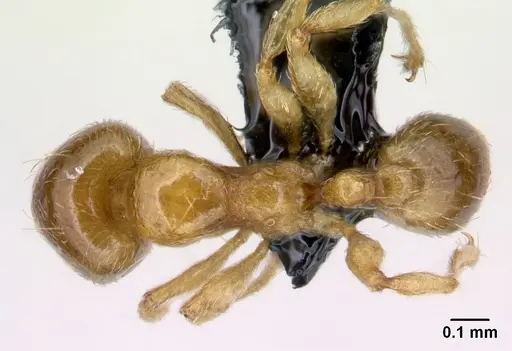Allomerus octoarticulatus specimen CASENT0218761 image casent0218761_1
