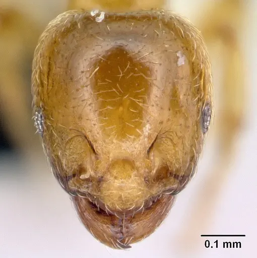 Allomerus octoarticulatus specimen CASENT0218761 image casent0218761_2