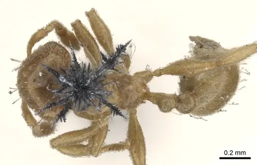 Allomerus octoarticulatus specimen CASENT0902178 image casent0902178_1