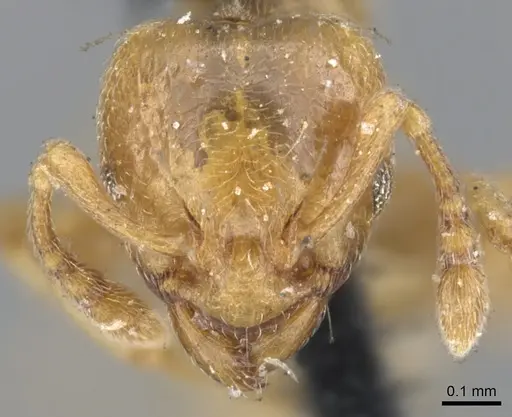 Allomerus octoarticulatus specimen CASENT0902178 image casent0902178_2