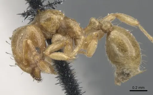 Allomerus octoarticulatus specimen CASENT0902178 image casent0902178_3