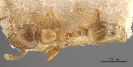 Allomerus octoarticulatus specimen CASENT0908783 image casent0908783_1