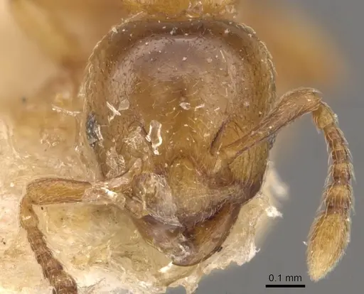 Allomerus octoarticulatus specimen CASENT0908783 image casent0908783_2