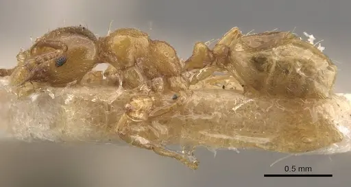 Allomerus octoarticulatus specimen CASENT0908783 image casent0908783_3