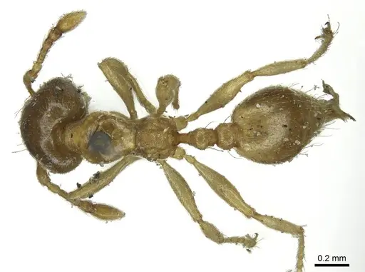 Allomerus octoarticulatus specimen CASENT0916034 image casent0916034_1