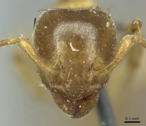 Allomerus octoarticulatus specimen CASENT0916034 image casent0916034_2