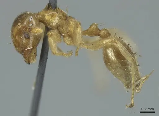 Allomerus octoarticulatus specimen CASENT0916034 image casent0916034_3