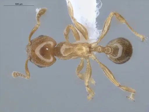 Allomerus octoarticulatus specimen ECOFOG-HC-0010 image ecofog-hc-0010_1