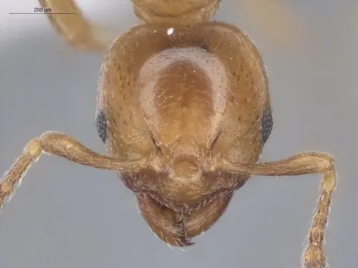 Allomerus octoarticulatus specimen ECOFOG-HC-0010 image ecofog-hc-0010_2