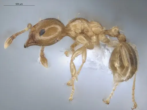 Allomerus octoarticulatus specimen ECOFOG-HC-0010 image ecofog-hc-0010_3