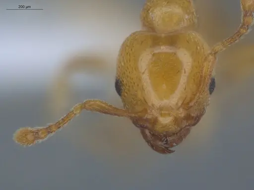 Allomerus octoarticulatus specimen ECOFOG-HC-0050-01 image ecofog-hc-0050-01_2