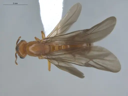 Allomerus octoarticulatus specimen ECOFOG-HC-0050-04 image ecofog-hc-0050-04_1