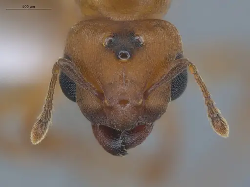 Allomerus octoarticulatus specimen ECOFOG-HC-0050-04 image ecofog-hc-0050-04_2