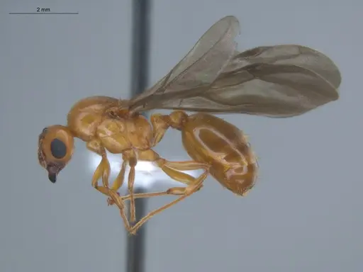 Allomerus octoarticulatus specimen ECOFOG-HC-0050-04 image ecofog-hc-0050-04_3