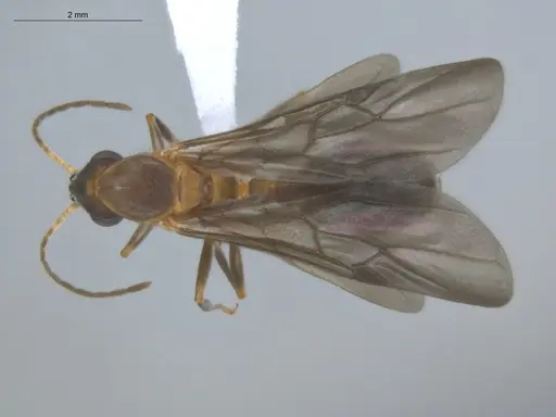 Allomerus octoarticulatus specimen ECOFOG-HC-0050-07 image ecofog-hc-0050-07_1