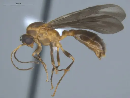 Allomerus octoarticulatus specimen ECOFOG-HC-0050-07 image ecofog-hc-0050-07_3