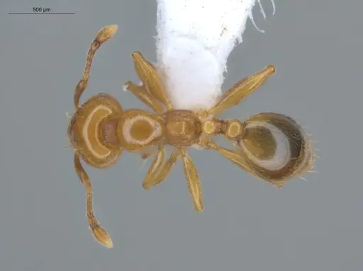 Allomerus octoarticulatus specimen ECOFOG-HC-0057-02 image ecofog-hc-0057-02_1