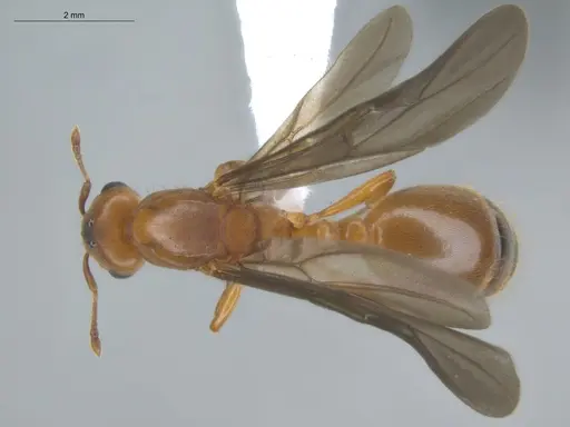 Allomerus octoarticulatus specimen ECOFOG-HC-0057-04 image ecofog-hc-0057-04_1