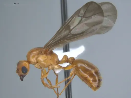 Allomerus octoarticulatus specimen ECOFOG-HC-0057-04 image ecofog-hc-0057-04_3
