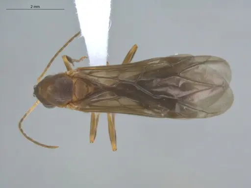 Allomerus octoarticulatus specimen ECOFOG-HC-0057-06 image ecofog-hc-0057-06_1