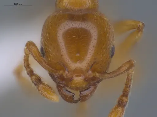 Allomerus octoarticulatus specimen ECOFOG-HC-0060-01 image ecofog-hc-0060-01_2