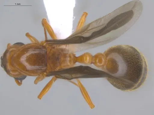 Allomerus octoarticulatus specimen ECOFOG-HC-0060-06 image ecofog-hc-0060-06_1