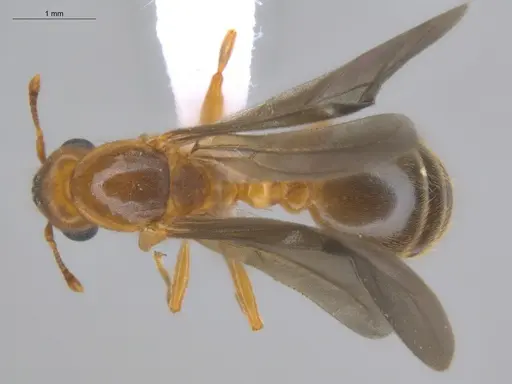 Allomerus octoarticulatus specimen ECOFOG-HC-0079-05 image ecofog-hc-0079-05_1