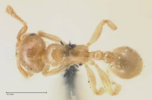 Allomerus octoarticulatus specimen FOCOL1752 image focol1752_1