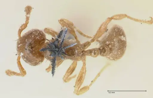 Allomerus octoarticulatus specimen FOCOL1753 image focol1753_1