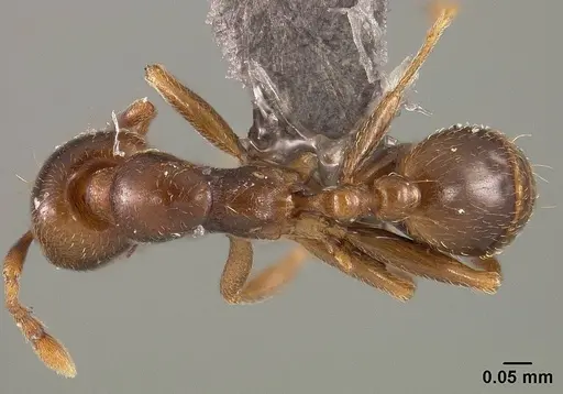 Allomerus octoarticulatus specimen USNMENT01124200 image usnment01124200_1