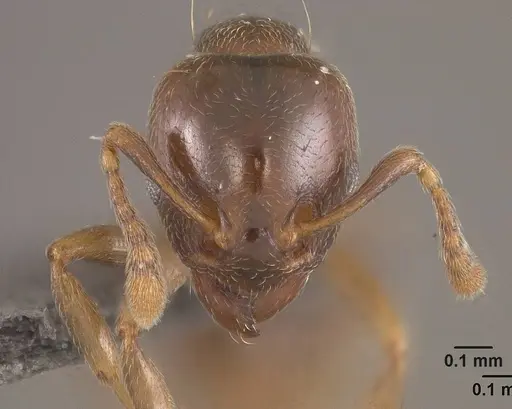 Allomerus octoarticulatus specimen USNMENT01124200 image usnment01124200_2