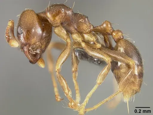 Allomerus octoarticulatus specimen USNMENT01124200 image usnment01124200_3