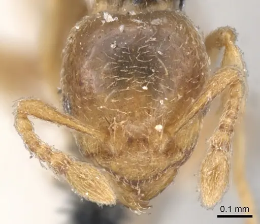 Allomerus septemarticulatus specimen CASENT0902177 image casent0902177_2