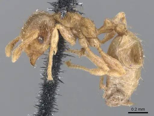 Allomerus septemarticulatus specimen CASENT0902177 image casent0902177_3