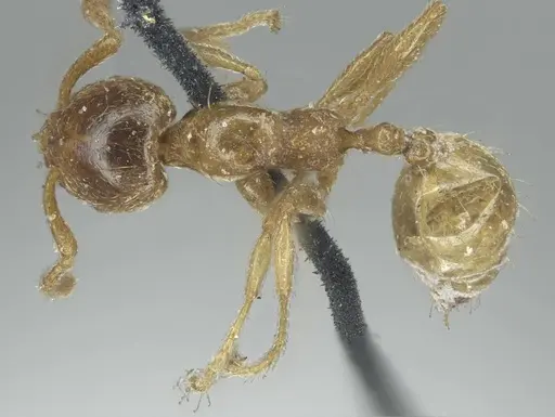 Allomerus septemarticulatus specimen CASENT0916033 image casent0916033_1