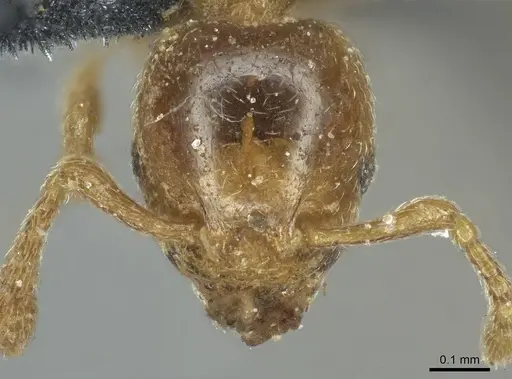 Allomerus septemarticulatus specimen CASENT0916033 image casent0916033_2