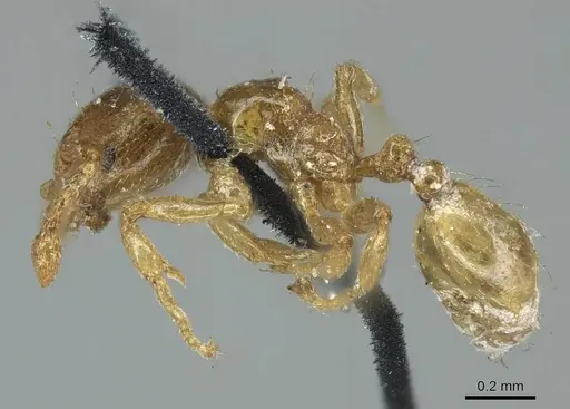 Allomerus septemarticulatus specimen CASENT0916033 image casent0916033_3