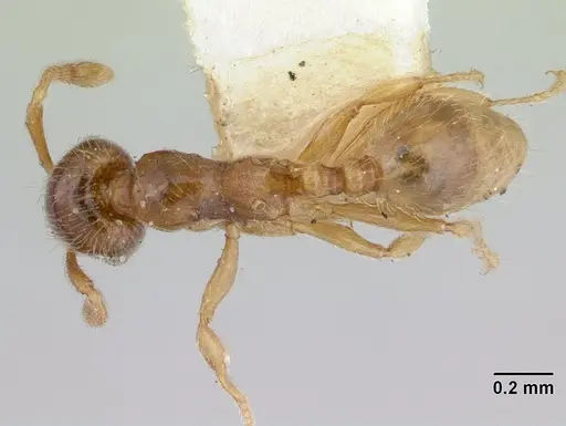Allomerus vogeli specimen CASENT0178479 image casent0178479_1