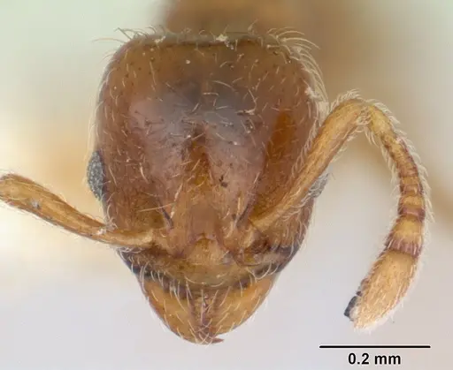 Allomerus vogeli specimen CASENT0178479 image casent0178479_2
