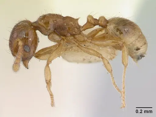 Allomerus vogeli specimen CASENT0178479 image casent0178479_3