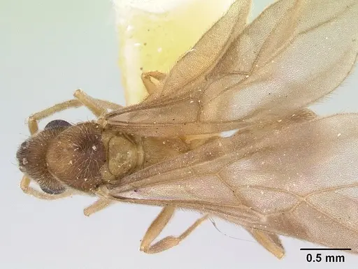 Allomerus vogeli specimen CASENT0178480 image casent0178480_1